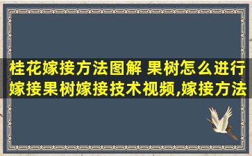 桂花嫁接方法图解 果树怎么进行嫁接果树嫁接技术视频,嫁接方法图解